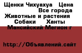 Щенки Чихуахуа › Цена ­ 12000-15000 - Все города Животные и растения » Собаки   . Ханты-Мансийский,Мегион г.